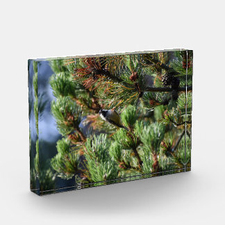 Coal Tit Photo Block