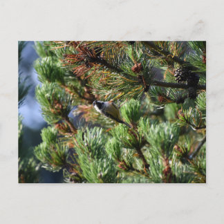 Coal Tit Postcard