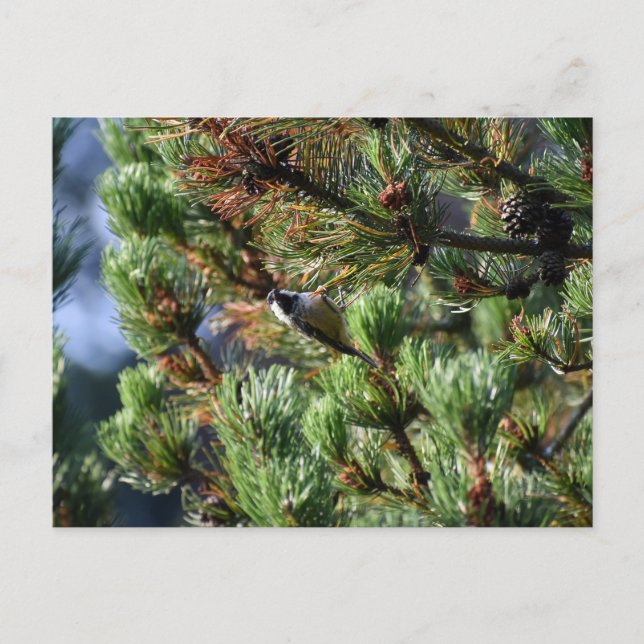 Coal Tit  Postcard (Front)