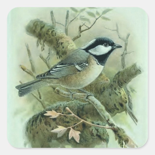Coal Titmouse Vintage Bird Illustration Square Sticker (Front)