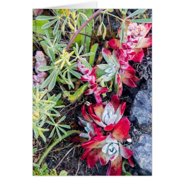 Coast Dudleya At Point Reyes National Seashore (Front)