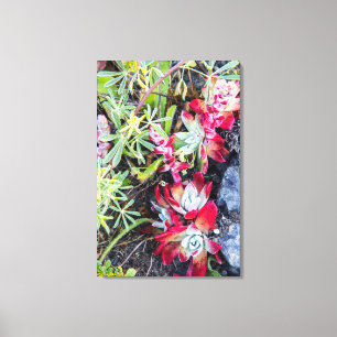 Coast Dudleya At Point Reyes National Seashore Canvas Print