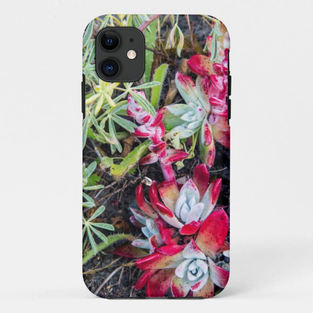 Coast Dudleya At Point Reyes National Seashore Case-Mate iPhone Case (Back)