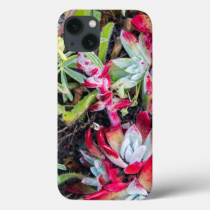 Coast Dudleya At Point Reyes National Seashore iPhone 13 Case