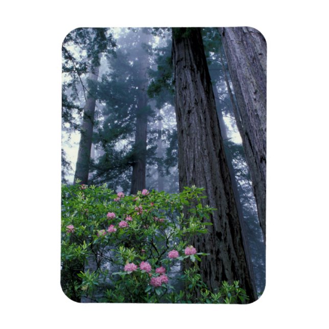 Coast Redwoods and Rhododendrons Magnet (Vertical)