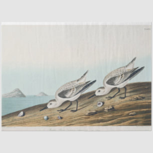 coastal audobon sanderling gulls tissue paper