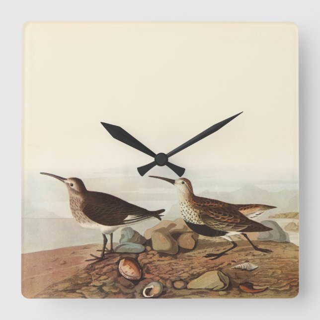Coastal Birds Clock (Front)