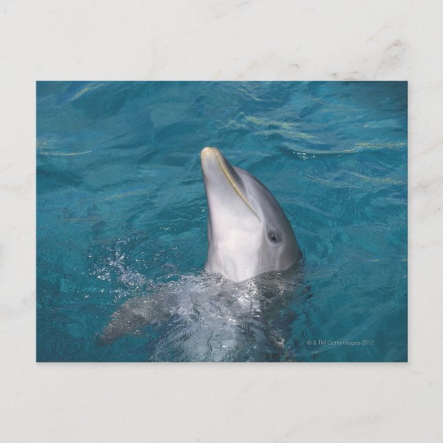 Coastal Bottlenose Dolphin Postcard (Front)