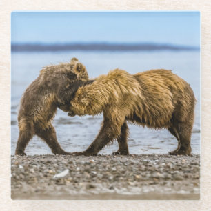 Coastal brown bears glass coaster