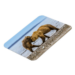 Coastal brown bears magnet