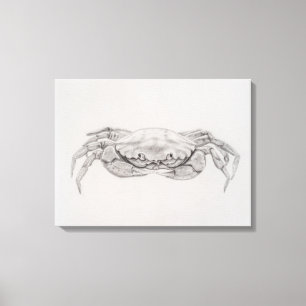 Coastal Crab Drawing Canvas Print