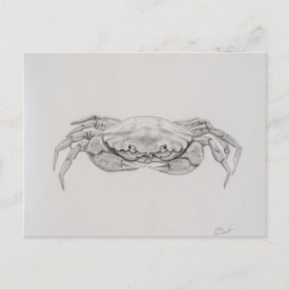Coastal Crab Drawing Postcard