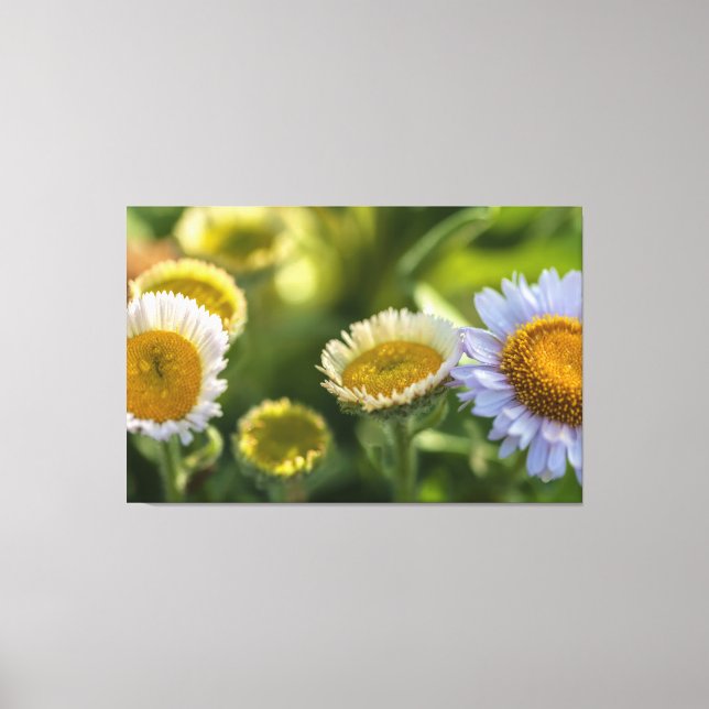 Coastal Daisies Canvas Print (Front)