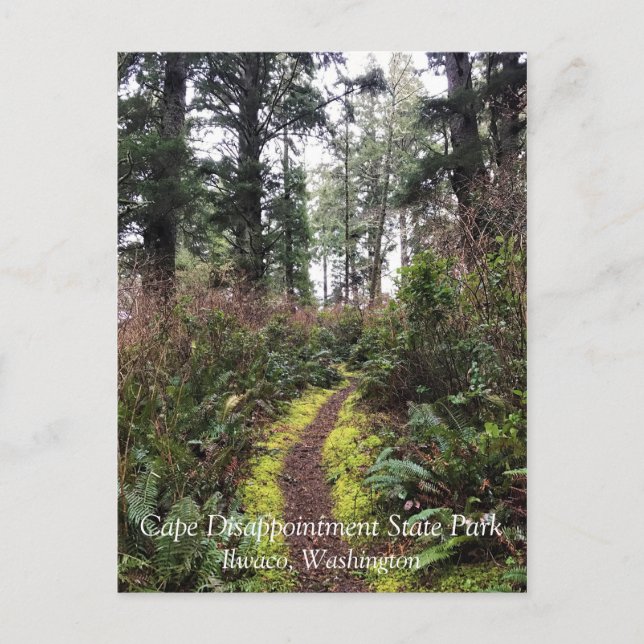 Coastal Forest Loop Trail, Cape Disappointment, WA Postcard (Front)