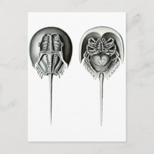 Coastal Horseshoe Crab Postcard