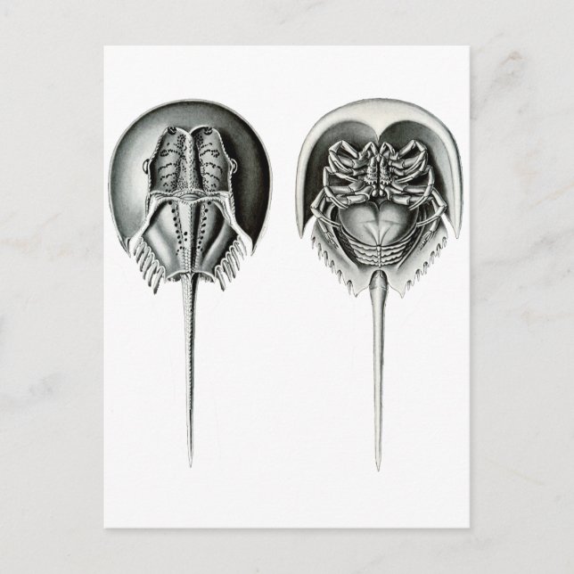 Coastal Horseshoe Crab Postcard (Front)
