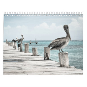 Coastal Ocean Pelican Calendar
