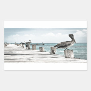 Coastal Ocean Pelican Sticker