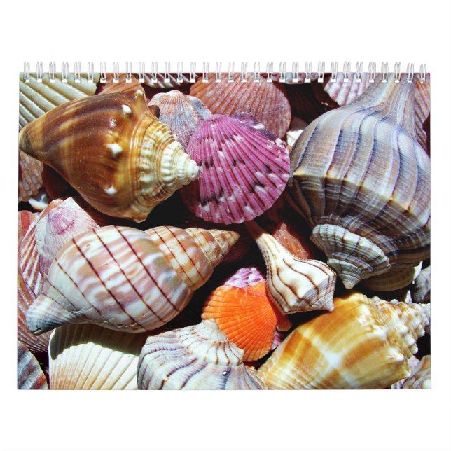 Coastal Ocean Sea Shell Pattern Calendar (Cover)
