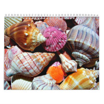 Coastal Ocean Sea Shell Pattern