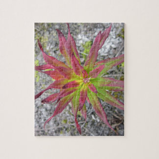 Coastal Paintbrush Puzzle