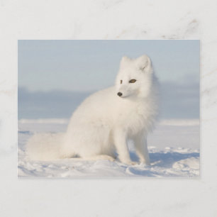 Coastal Plain   the Arctic Fox Postcard