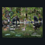 Coastal Rainforest identification Poster<br><div class="desc">Coastal Rainforest id poster. This is a great gift for the nature lover in your life, featuring many of the birds and animals you would encounter in the forests of the Pacific Northwest</div>