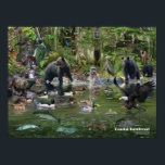 Coastal Rainforest identification Poster<br><div class="desc">Coastal Rainforest id poster. This is a great gift for the nature lover in your life, featuring many of the birds and animals you would encounter in the forests of the Pacific Northwest</div>
