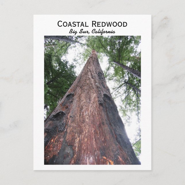 Coastal Redwood - Big Sur, California Postcard (Front)