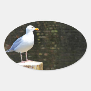 Coastal Seagull Photography Oval Sticker