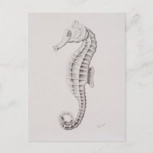 Coastal Seahorse Drawing Postcard