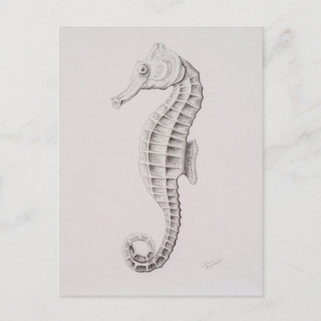 Coastal Seahorse Drawing Postcard (Front)