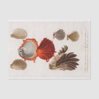coastal seashell watercolor  tissue paper
