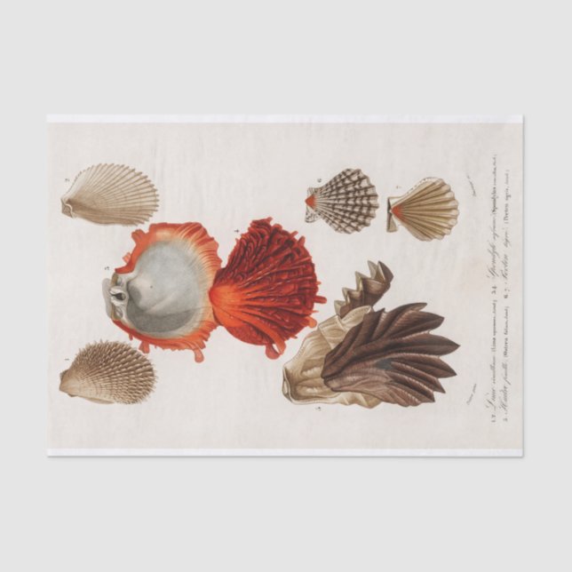 coastal seashell watercolor  tissue paper (Front)
