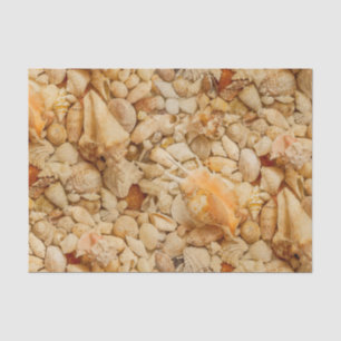 Coastal Seashells Photo Tissue Paper