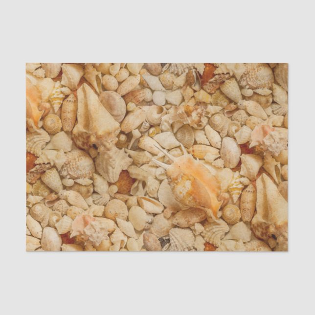 Coastal Seashells Photo Tissue Paper (Front)