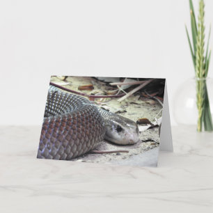 Coastal Taipan Card