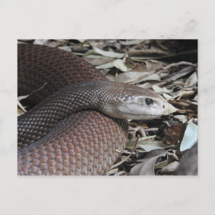 Coastal Taipan Postcard