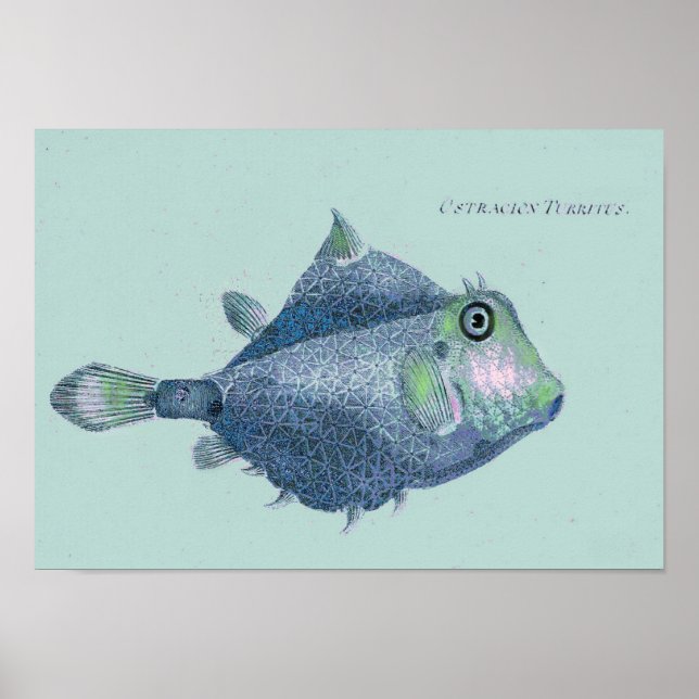 Coastal - vintage tropical fish poster (Front)
