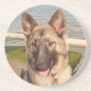 Coaster German Shepherd
