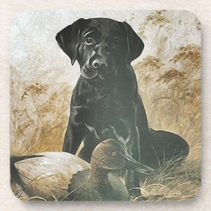 Coaster Labrador Lab & Duck Decoy Anxious To Hunt