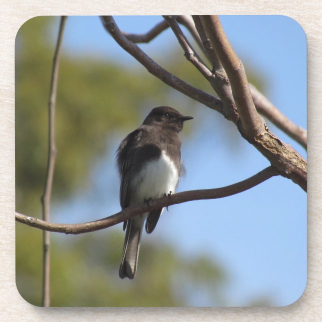 Coaster Set - Flycatcher (Front)