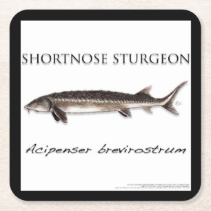 COASTER - STURGEON FISH SHORTNOSE - acigifts@yahoo
