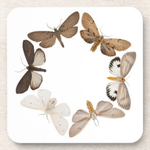 Coaster with butterfly ring