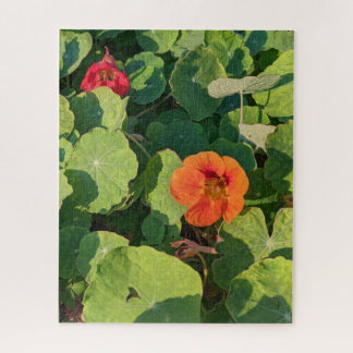 Coastways nasturtiums puzzle de 520 pièces