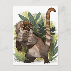 Coatamundi or White Nosed Coati Postcard