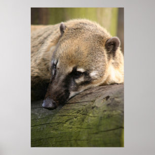 Coati Closeup Poster
