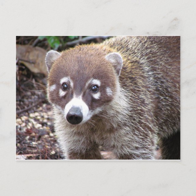 Coati Postcard (Front)