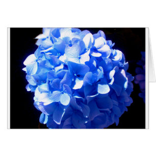 Cobalt bleu floral élégant bleu hydrangées