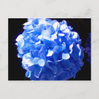 Cobalt blue floral elegant blue hydrangeas 